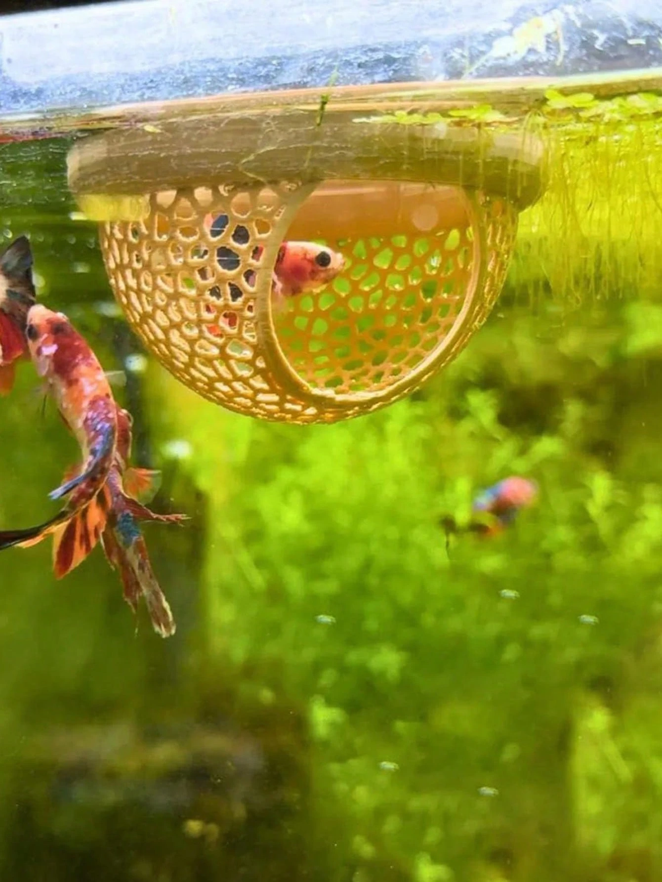 Fish & AquariumSupplies