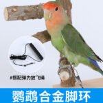Parrot Leg Ring and Flight Leash Set - Image 12