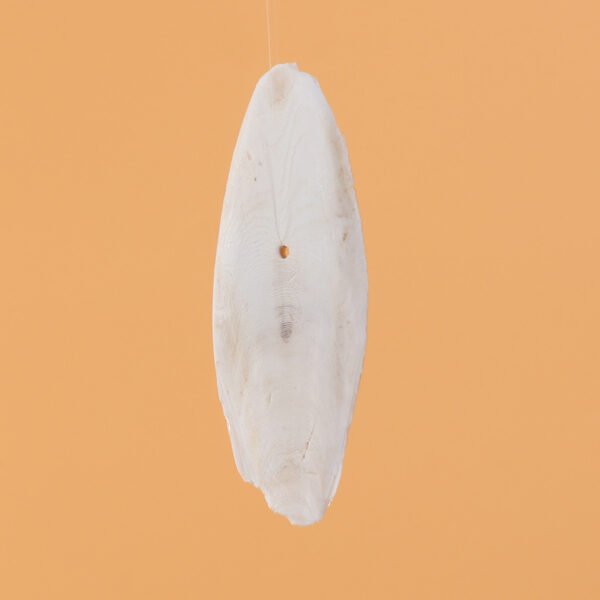 Small Loose Cuttlebone 10 13cm