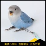 Parrot Flight Training Rope with Leg Ring Options - Image 3