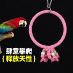 Parrot Cotton Rope Swing Toy Hanging Ring Ladder for Budgies Cockatiels - Image 2