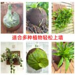 Staghorn Fern Mounting Ball - Image 2